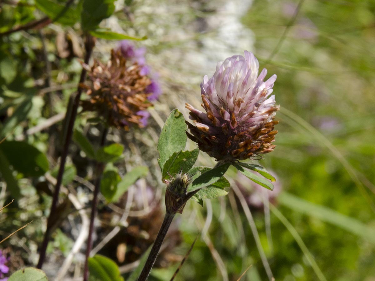 Trifolium pratense