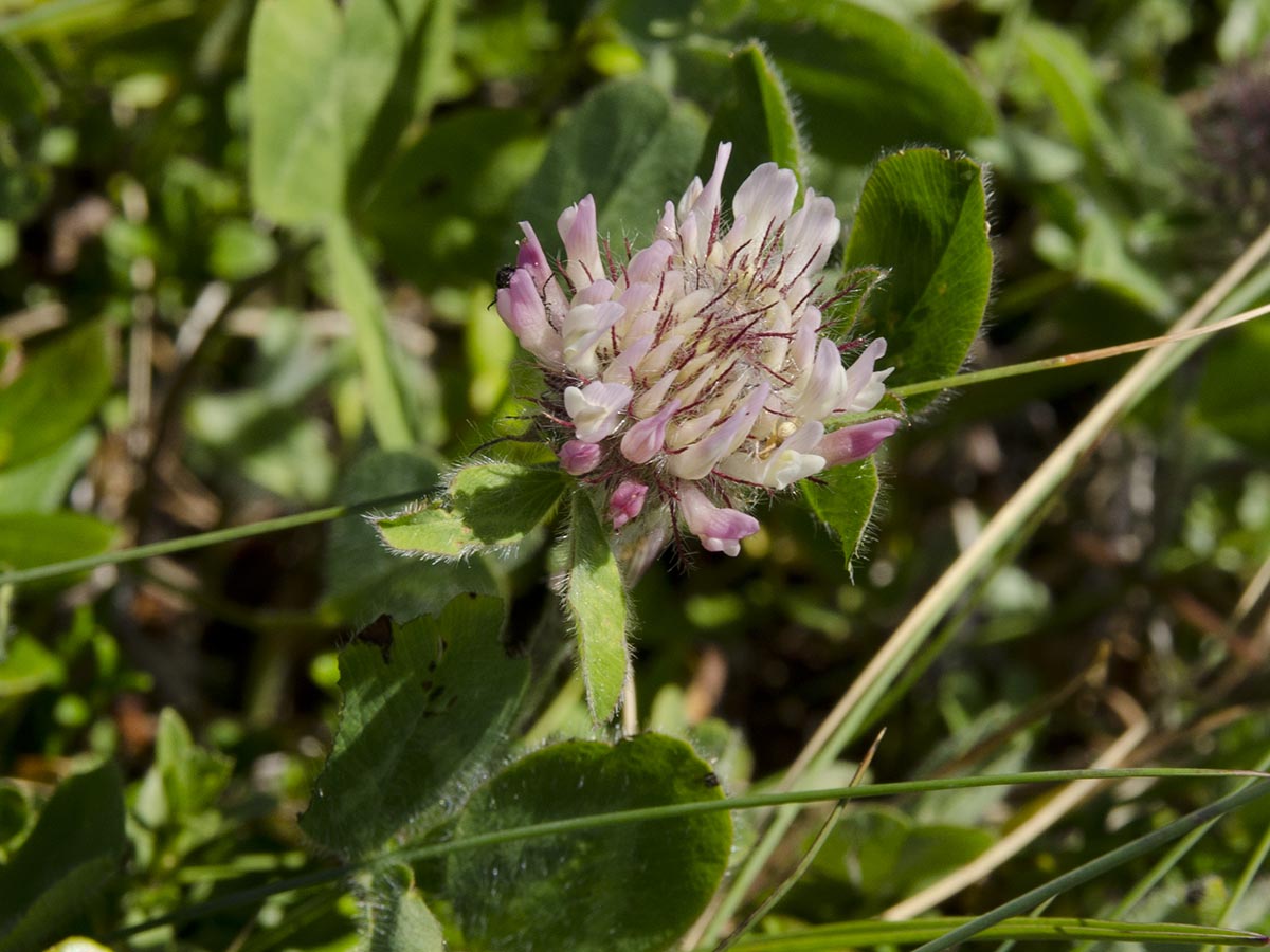 Trifolium pratense