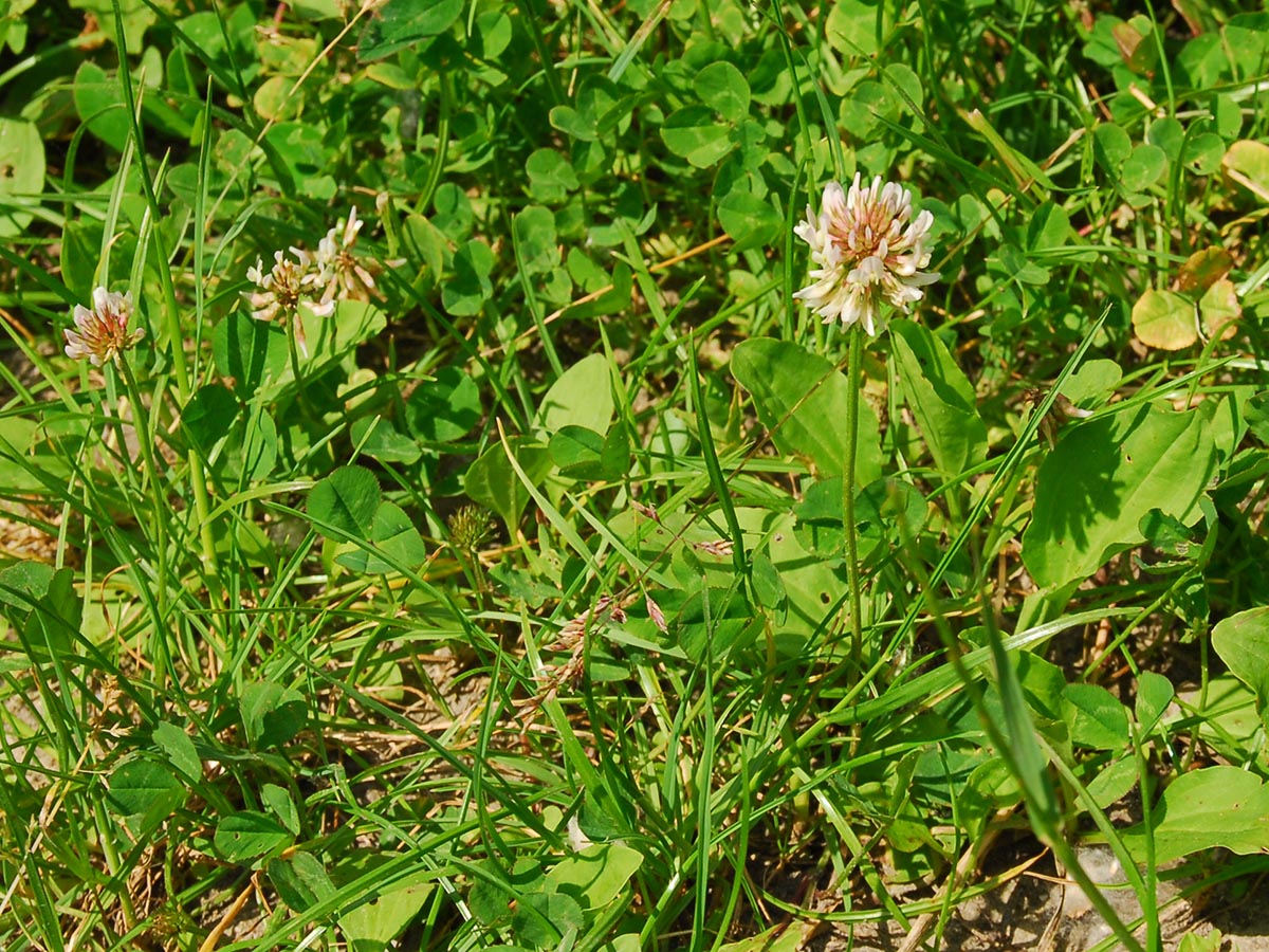 Trifolium repens