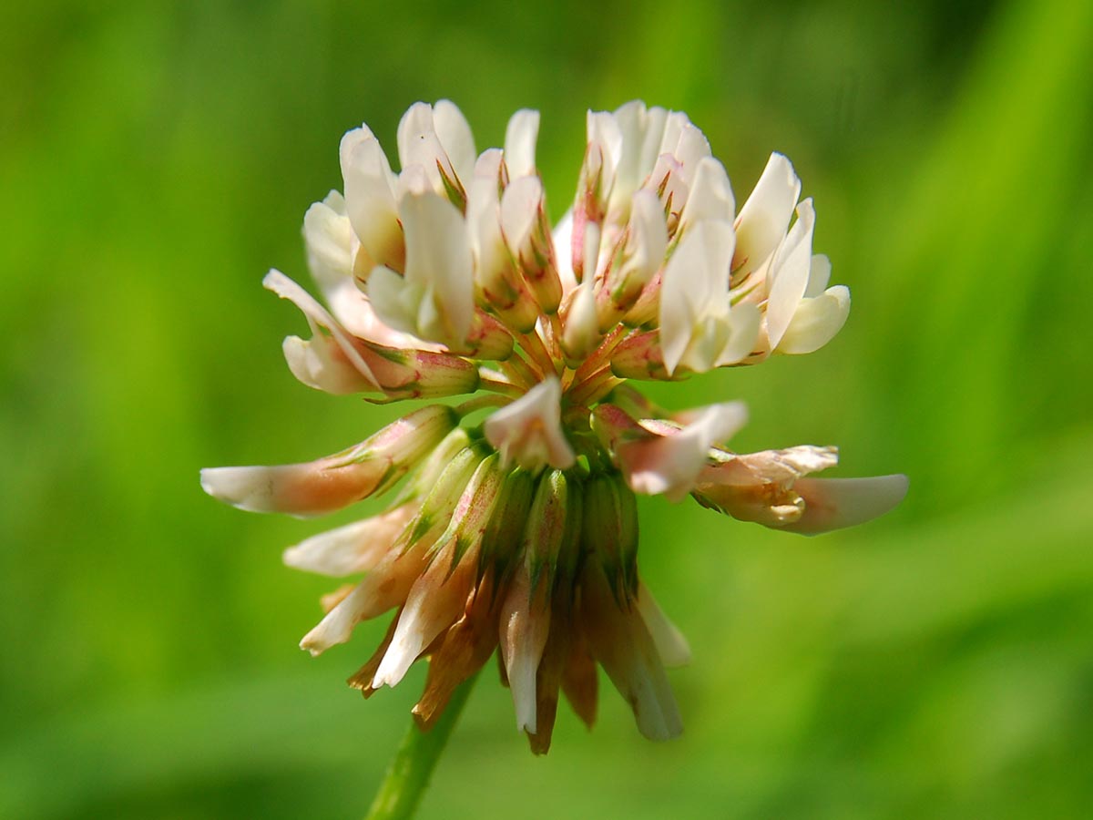 Trifolium repens