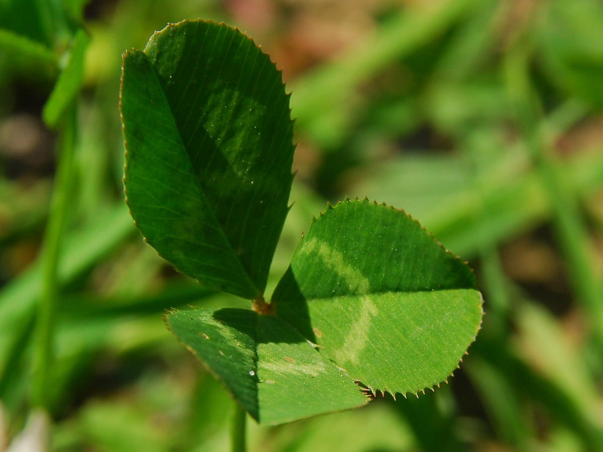 Trifolium repens