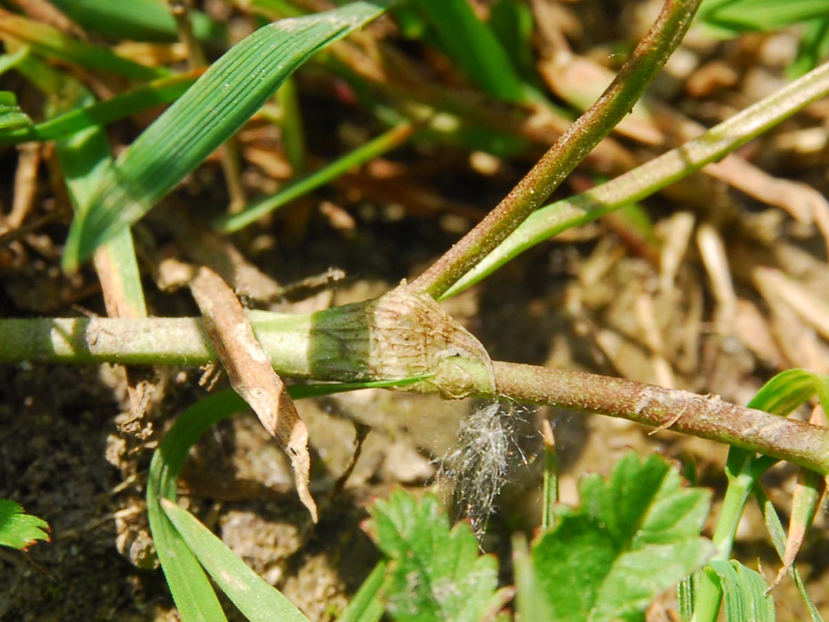 Trifolium repens