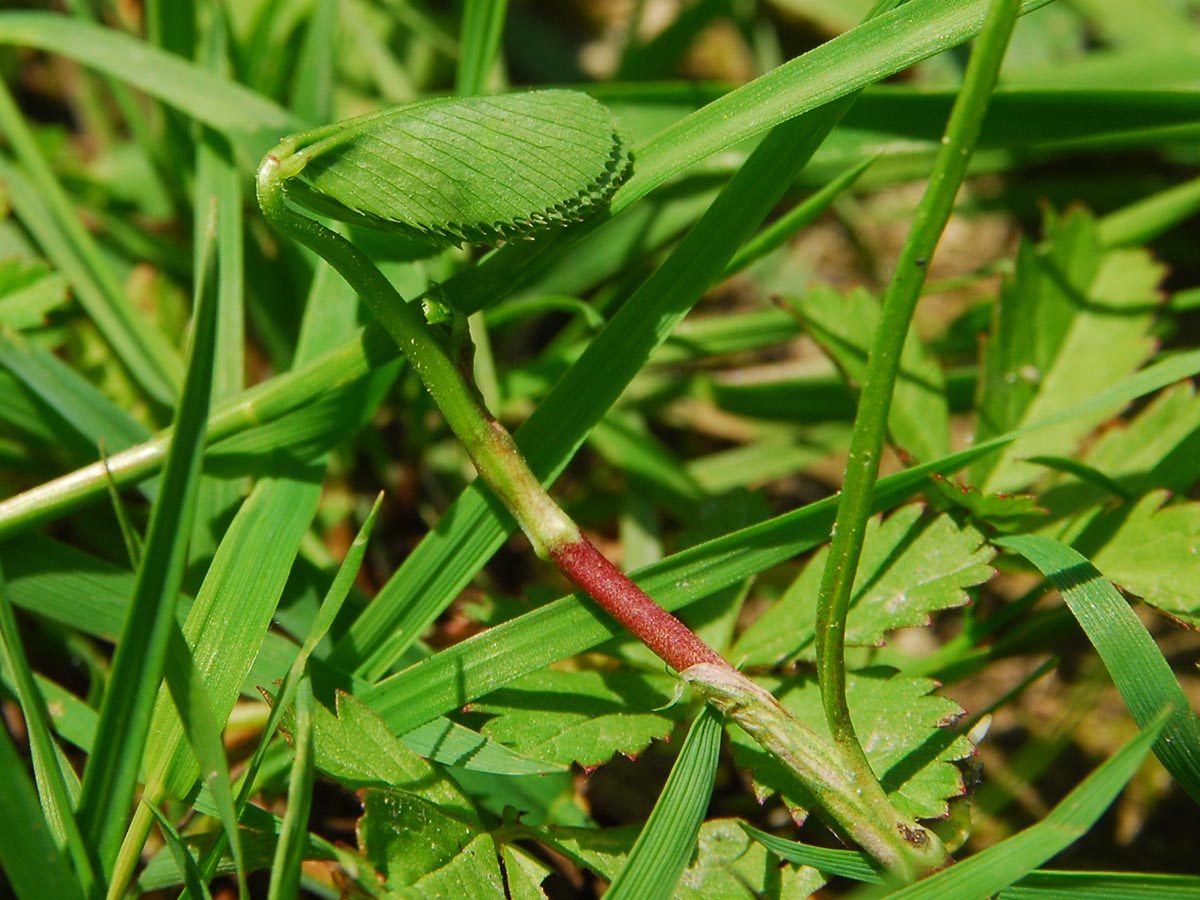 Trifolium repens