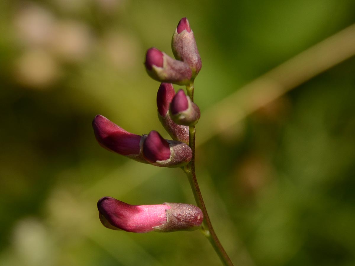 Vicia dumetorum