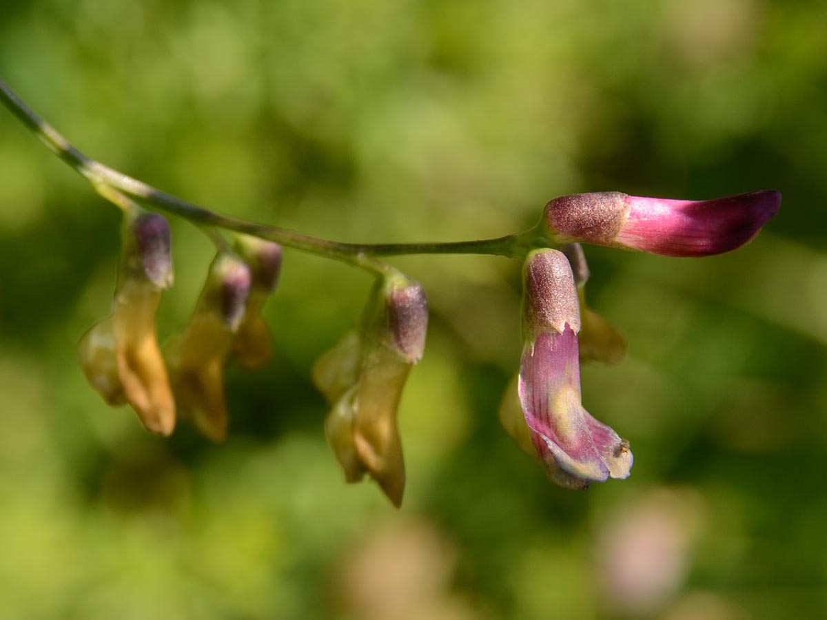 Vicia dumetorum