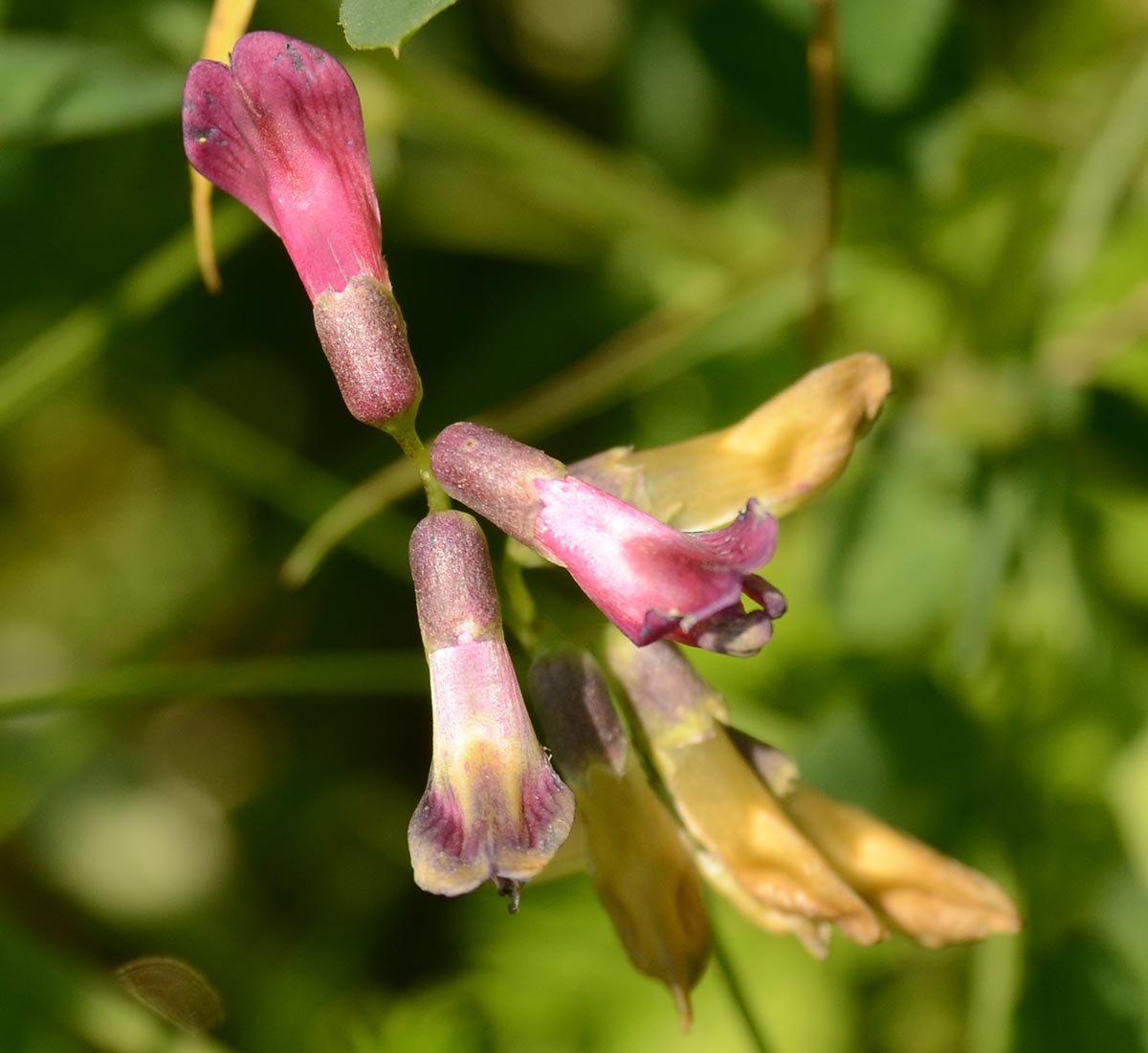 Vicia dumetorum