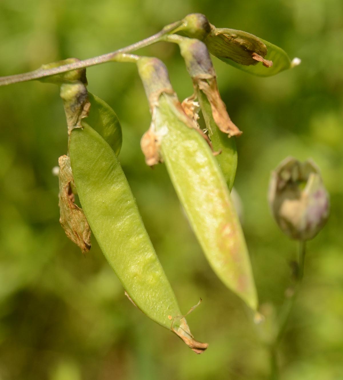 Vicia dumetorum