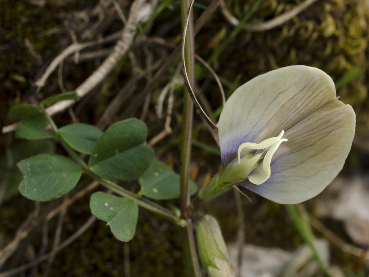 Vicia grandiflora