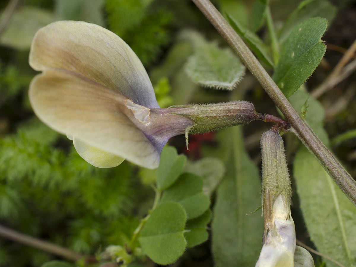 Vicia grandiflora