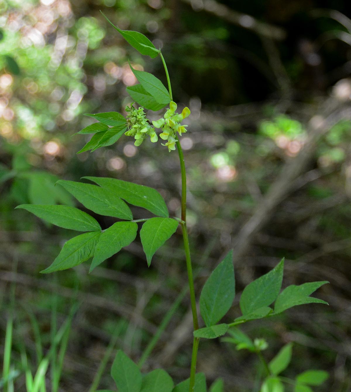 Vicia oroboides