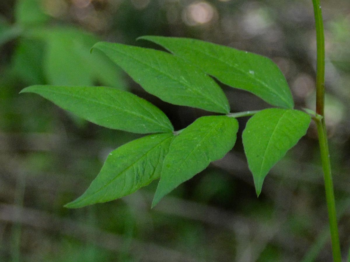 Vicia oroboides