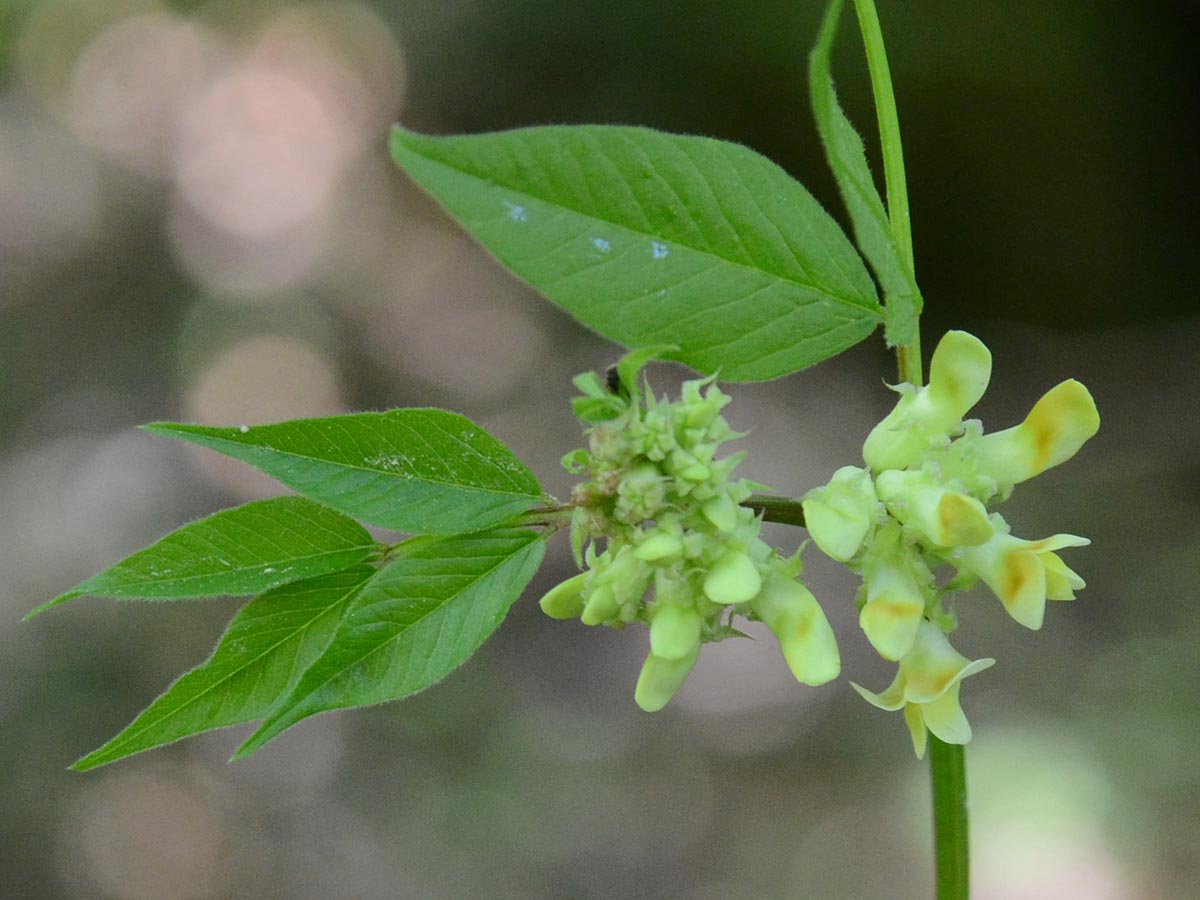 Vicia oroboides