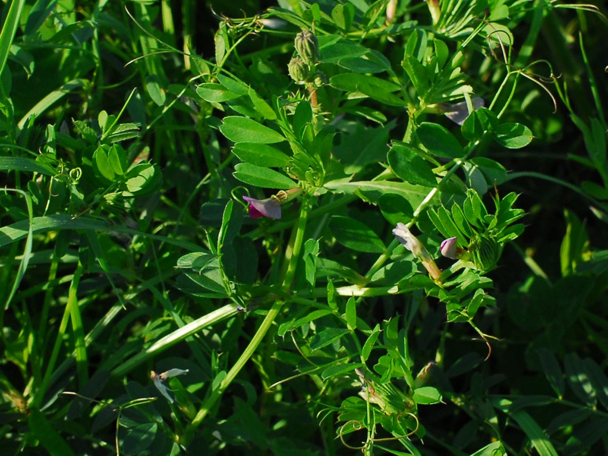 Vicia sativa