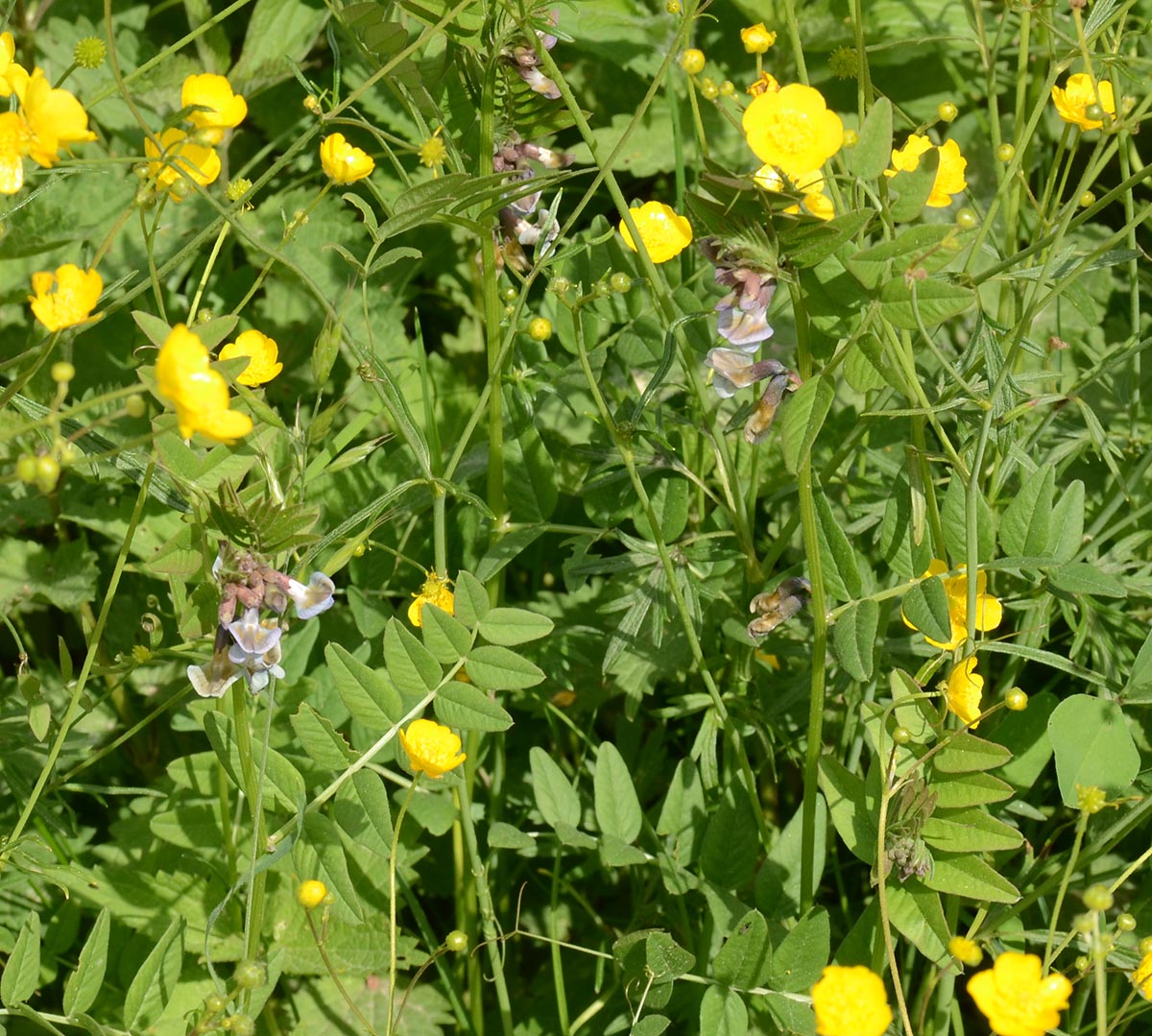 Vicia sepium