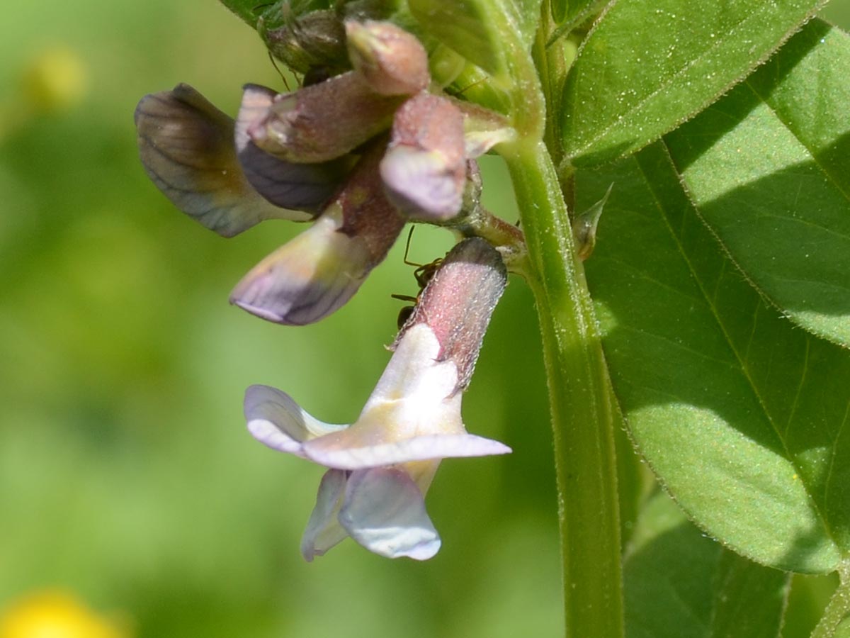 Vicia sepium