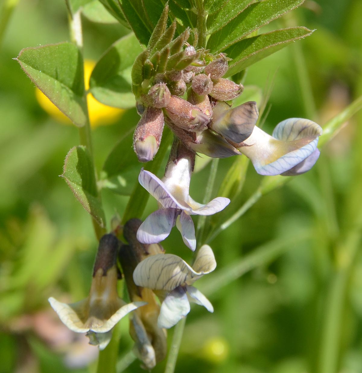 Vicia sepium