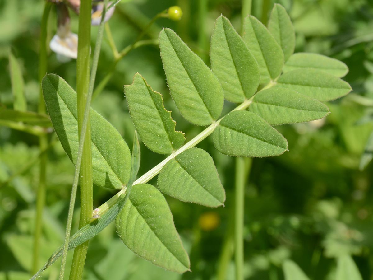 Vicia sepium