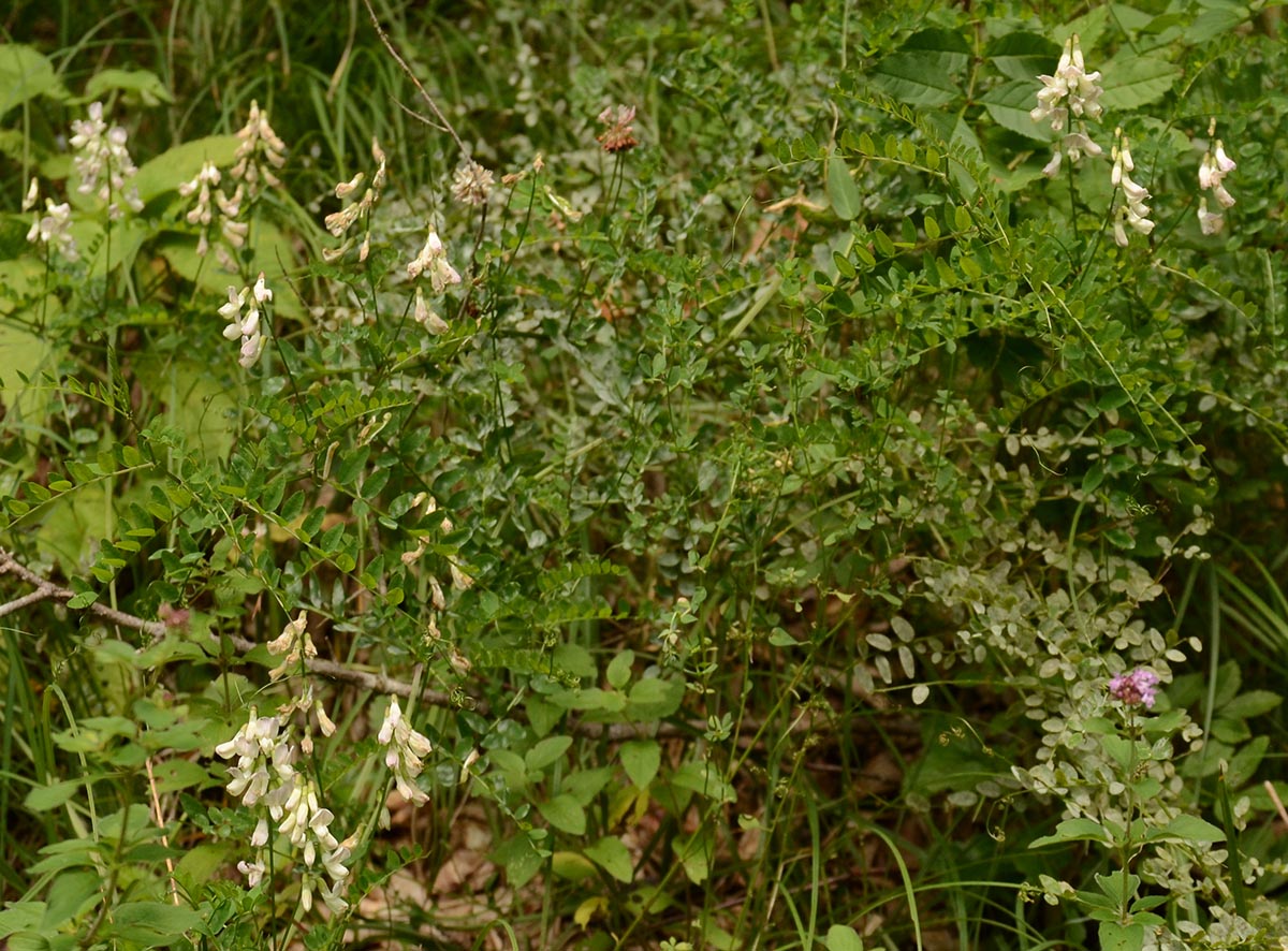 Vicia sylvatica