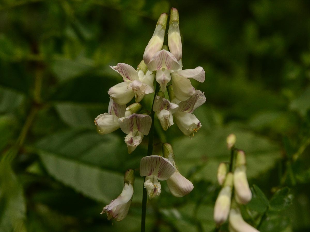 Vicia sylvatica