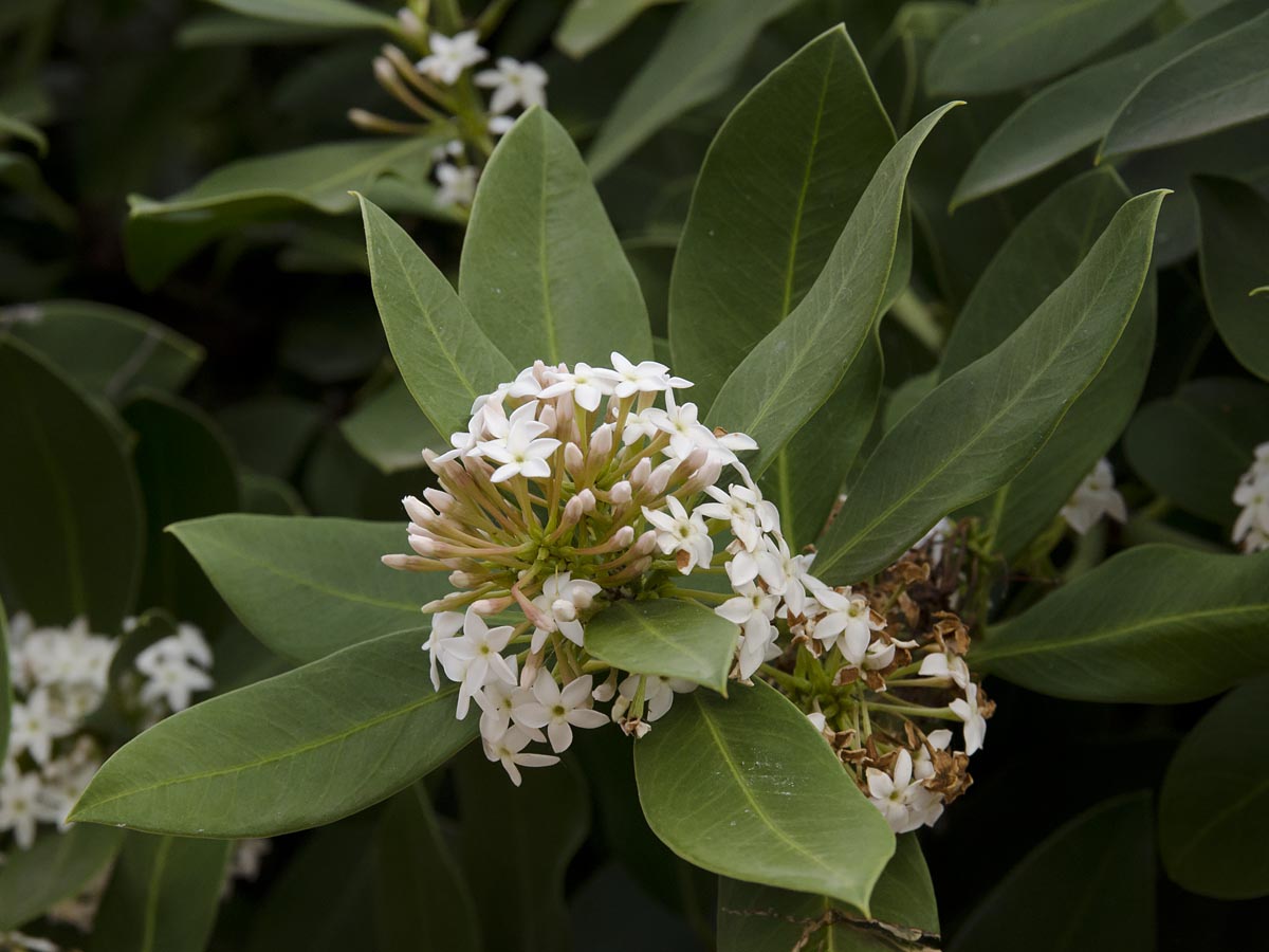 Acokanthera oblongifolia