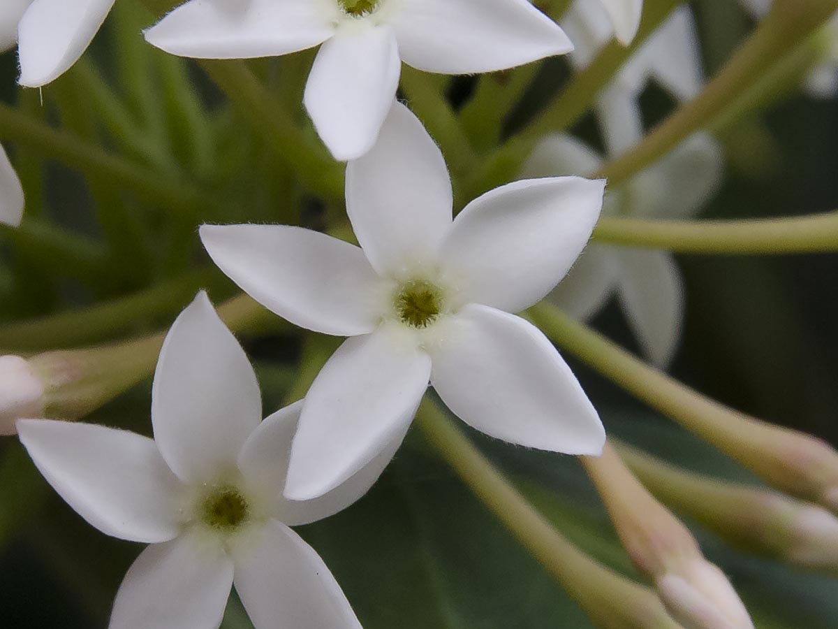 Acokanthera oblongifolia