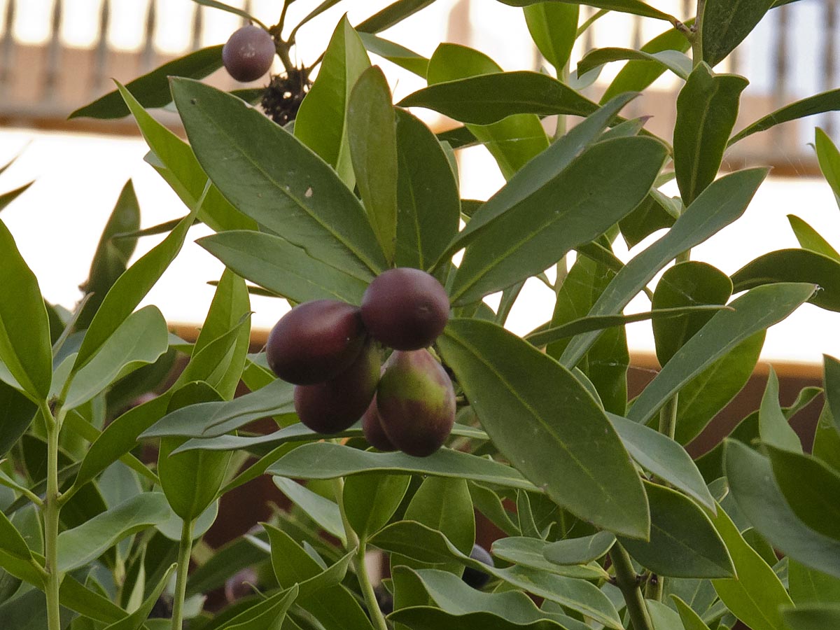 Acokanthera oblongifolia