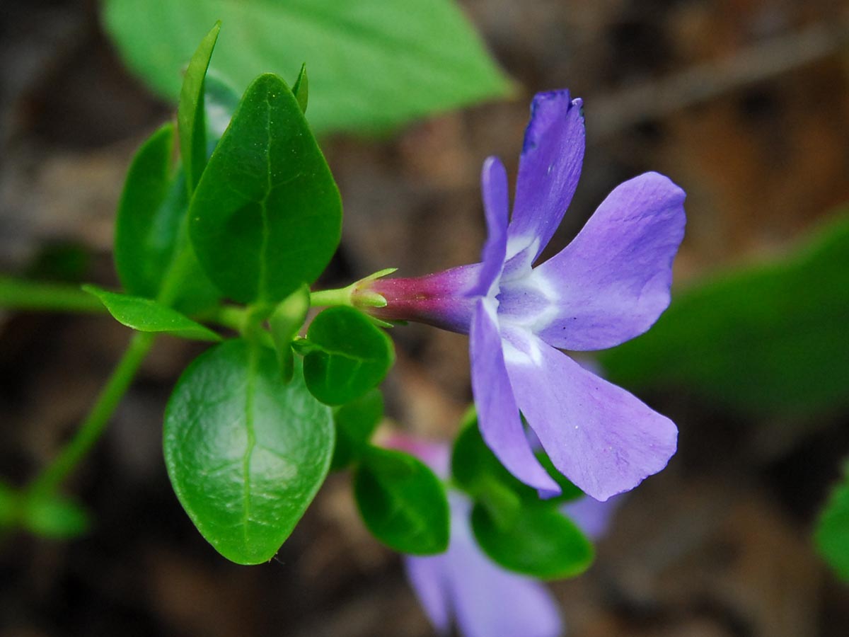 Blüte von der Seite