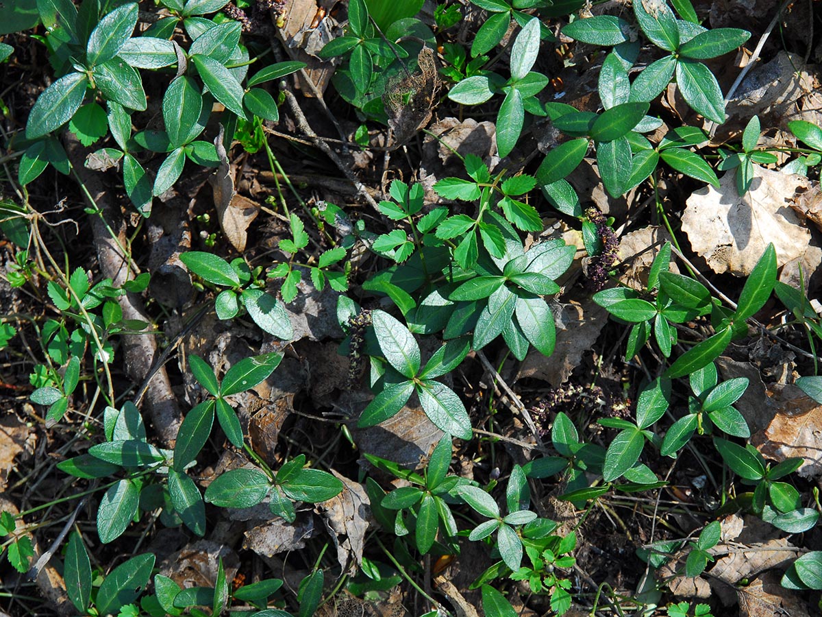 Vinca minor