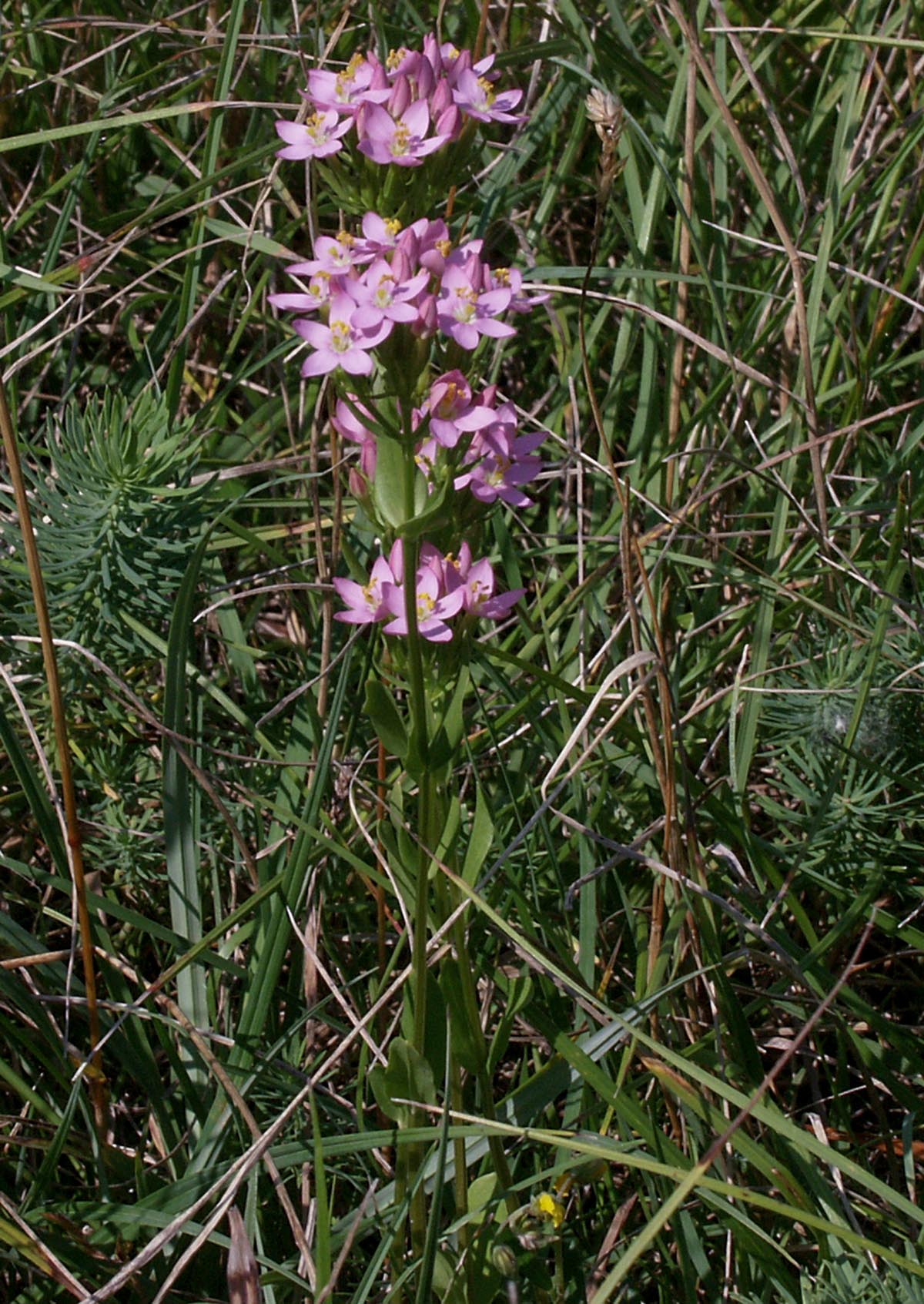 Centaurium erythraea