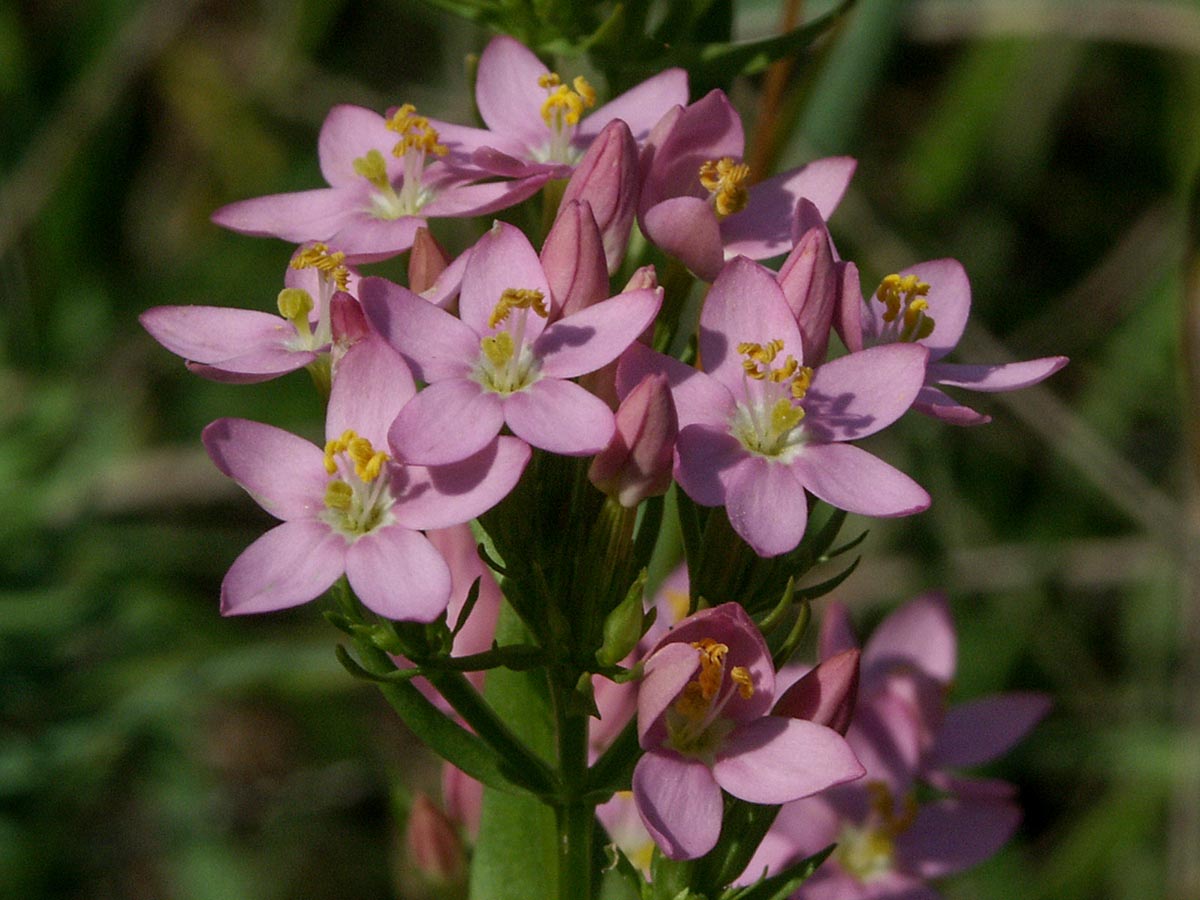 Centaurium erythraea