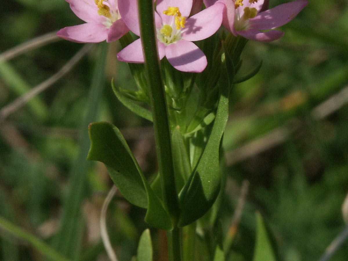 Centaurium erythraea