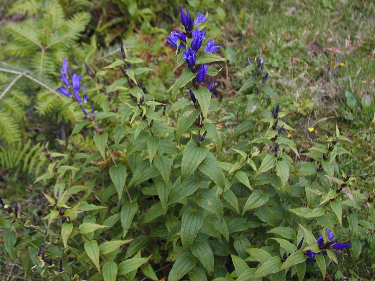 Gentiana asclepiadea