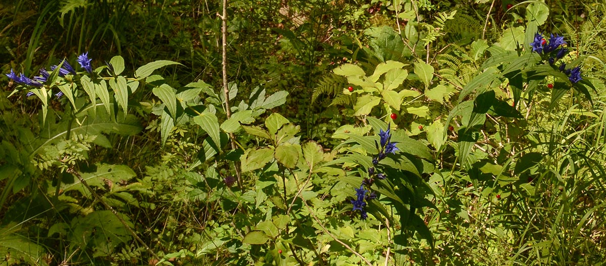 Gentiana asclepiadea