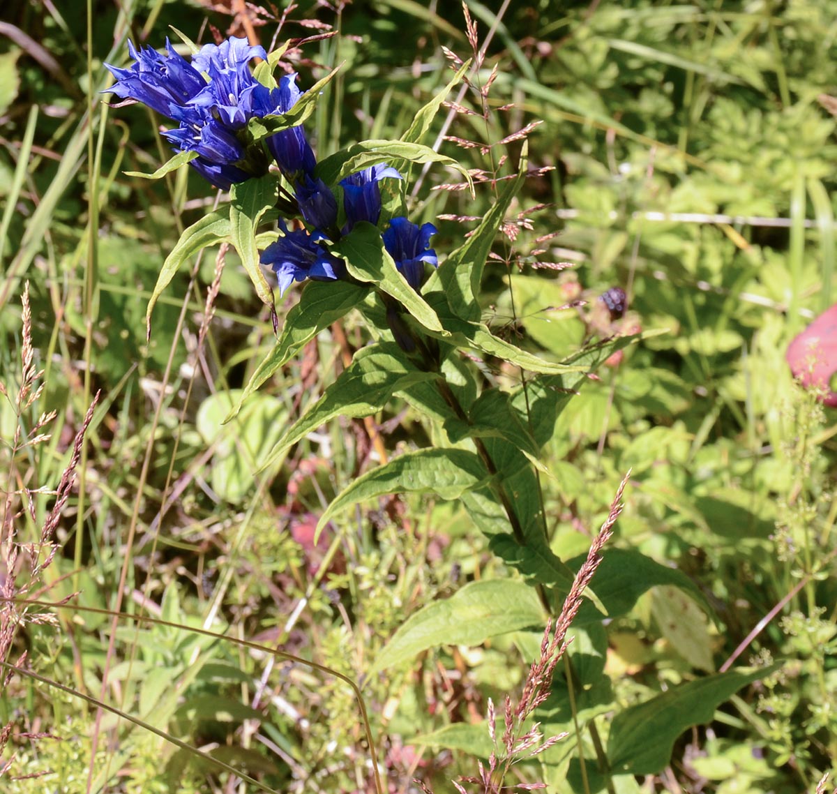 Gentiana asclepiadea