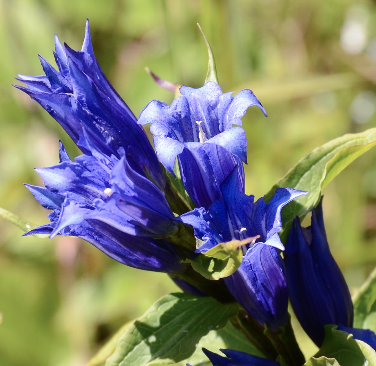 Gentiana asclepiadea