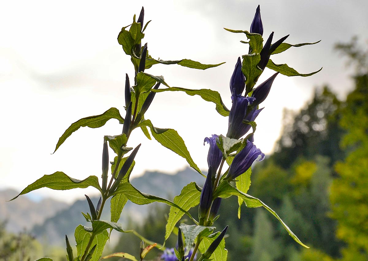 Gentiana asclepiadea