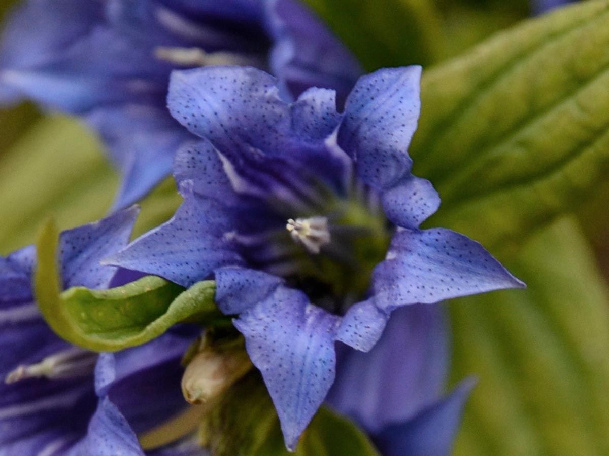 Gentiana asclepiadea