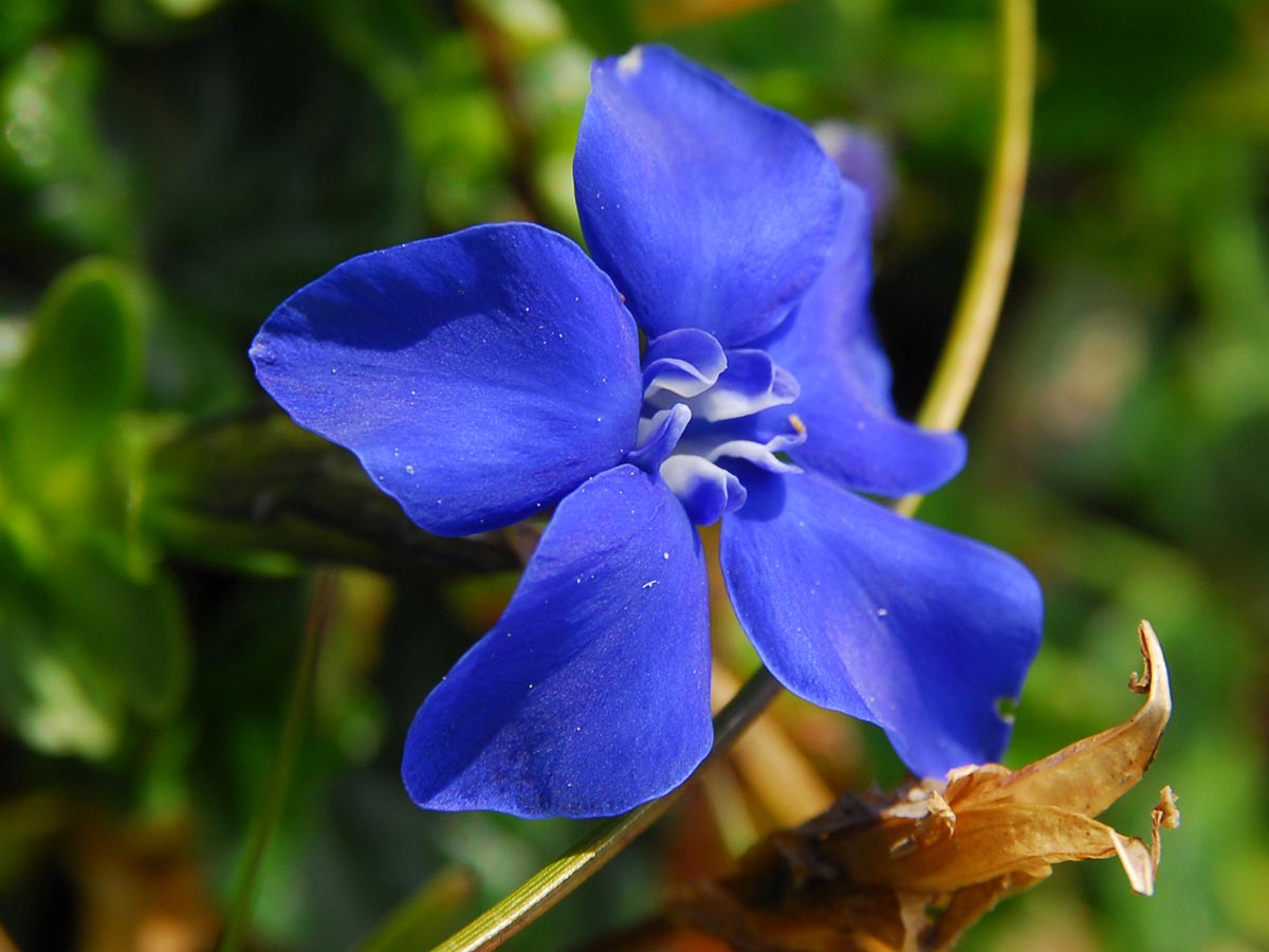 Gentiana bavarica