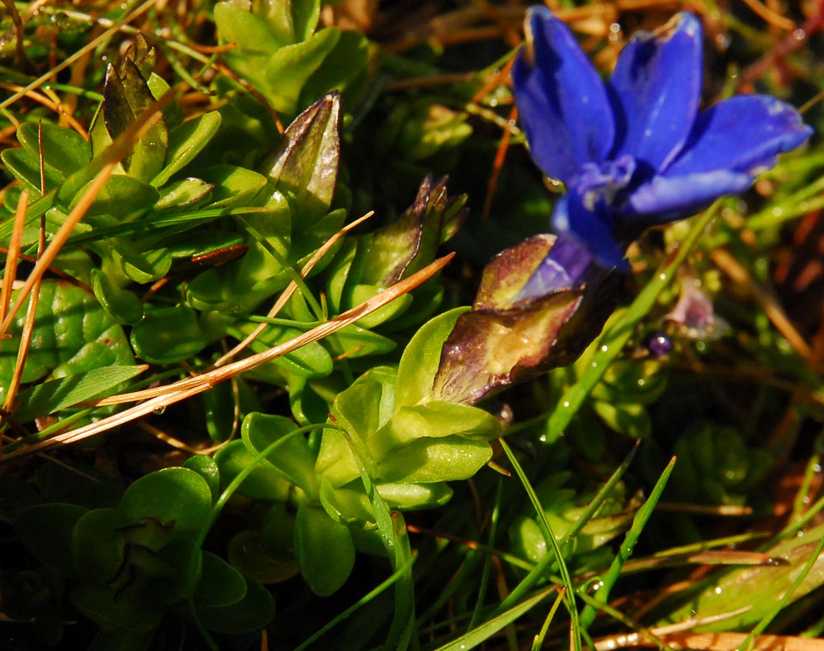 Gentiana bavarica