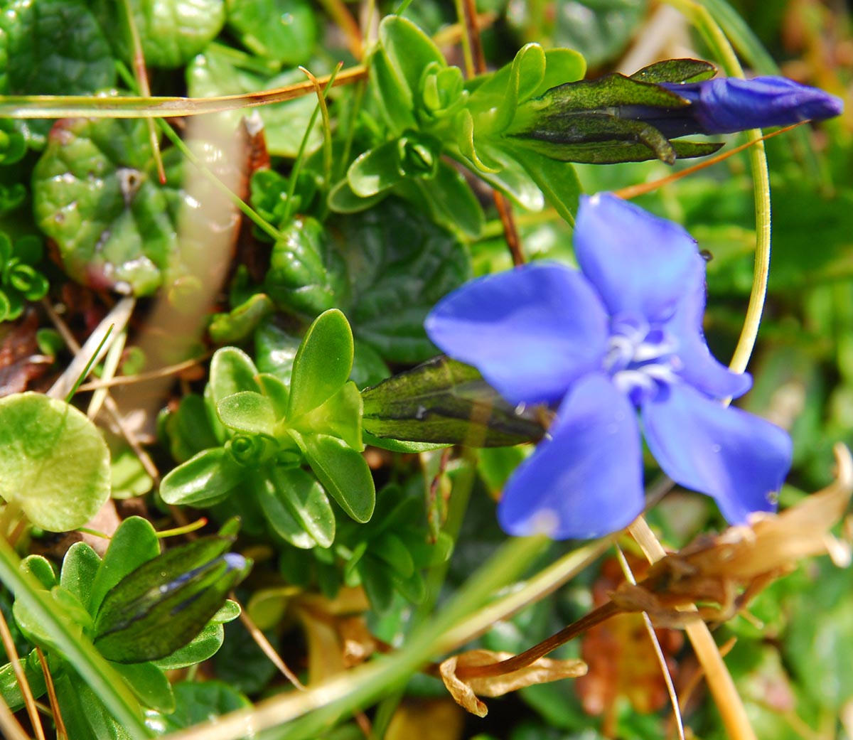 Gentiana bavarica