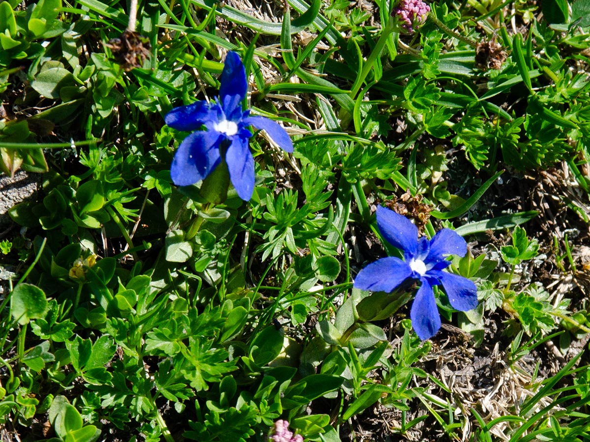 Gentiana bavarica