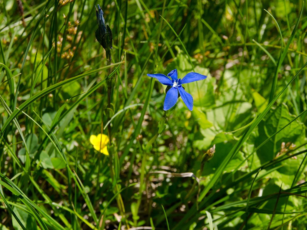 Gentiana bavarica