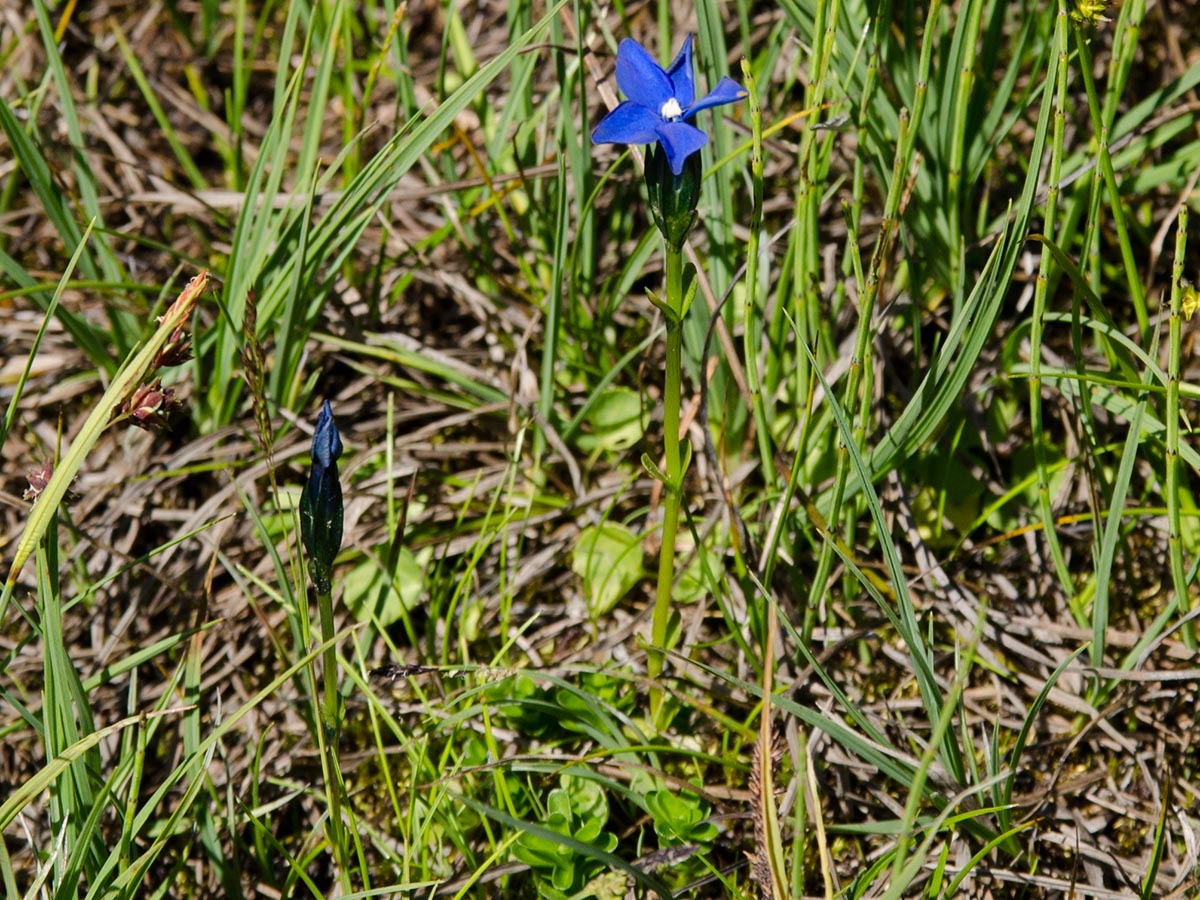 Gentiana bavarica