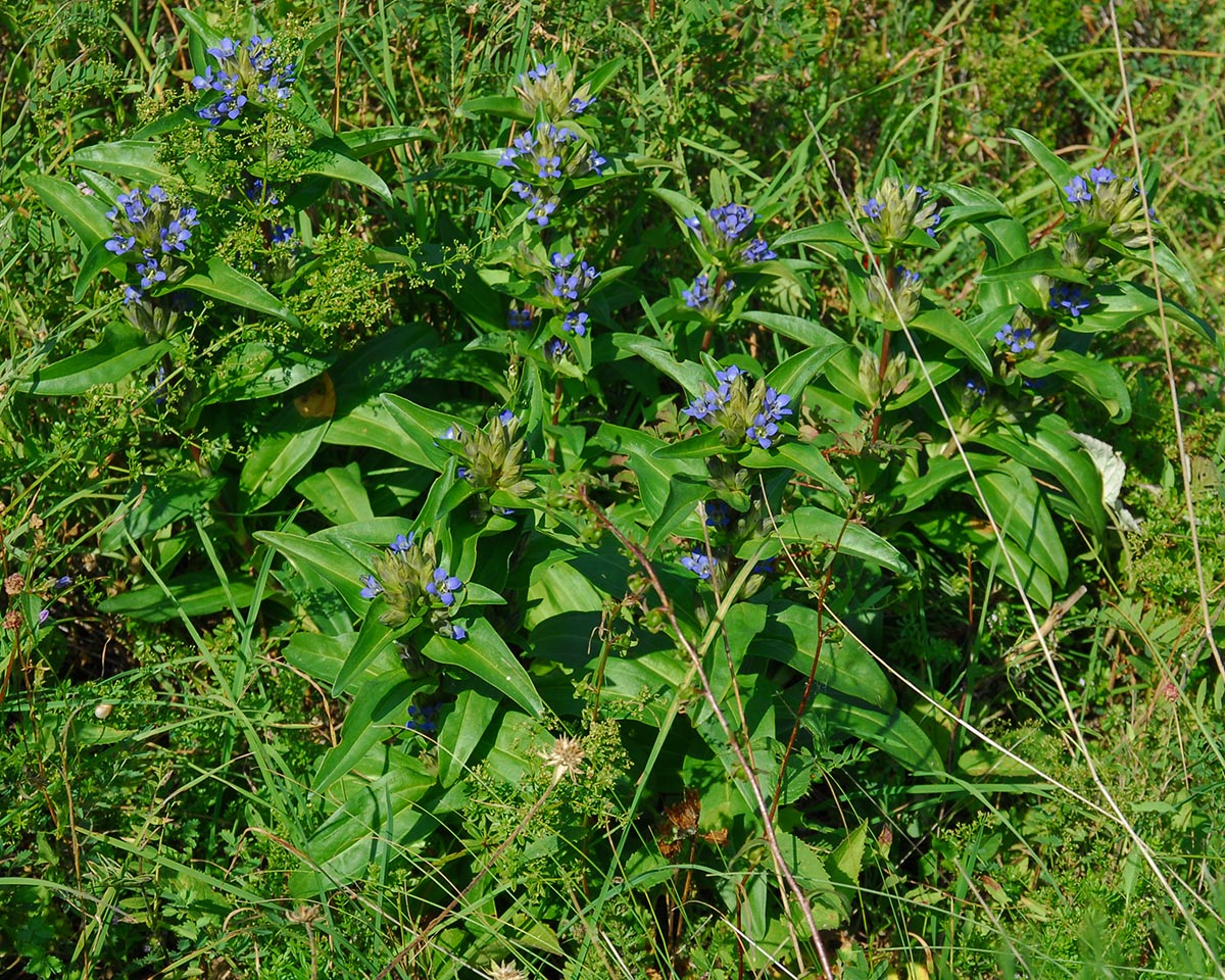 Gentiana cruciata