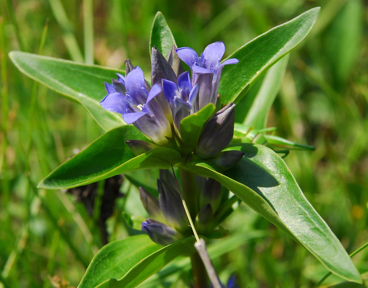 Gentiana cruciata