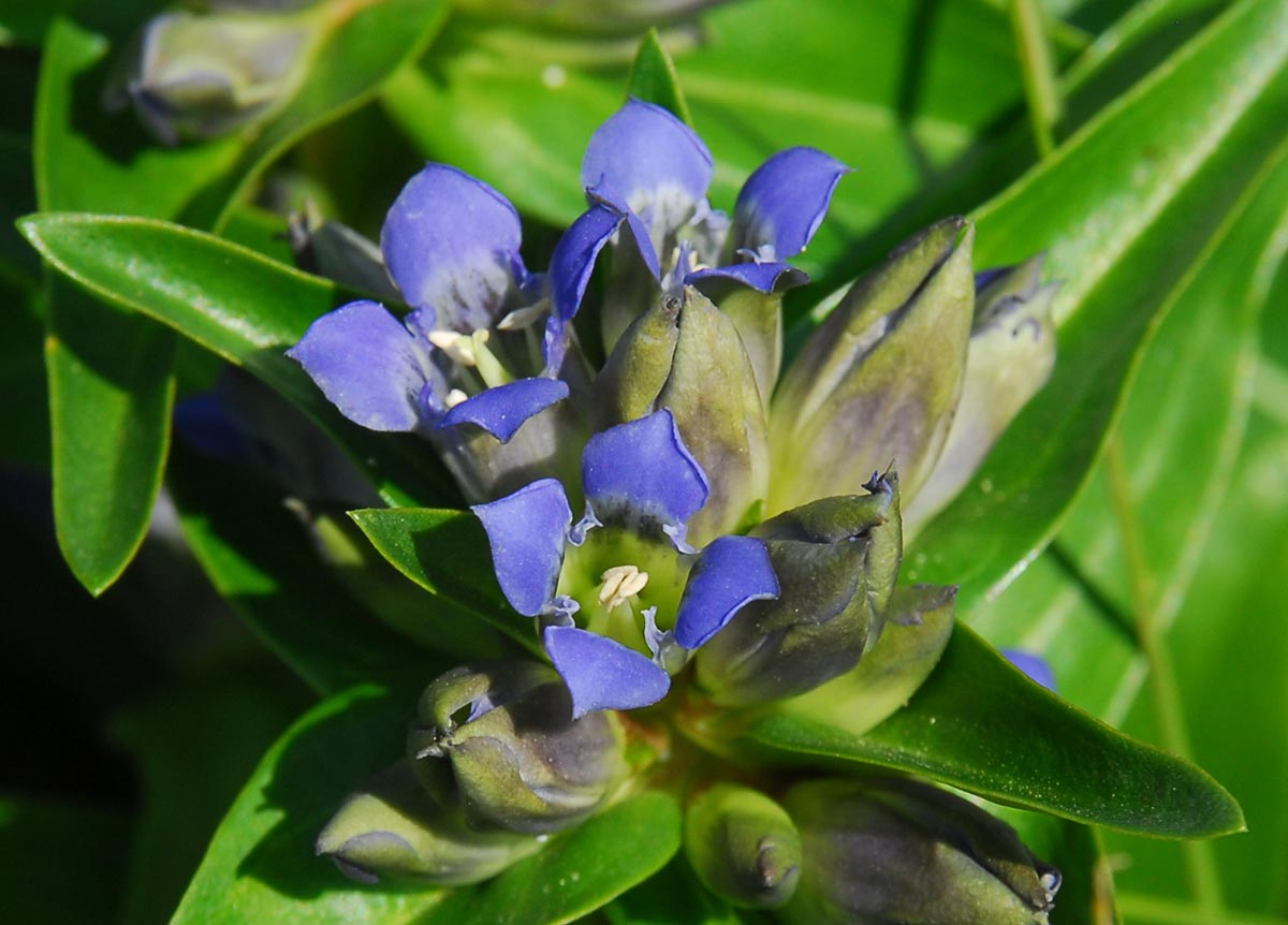 Gentiana cruciata