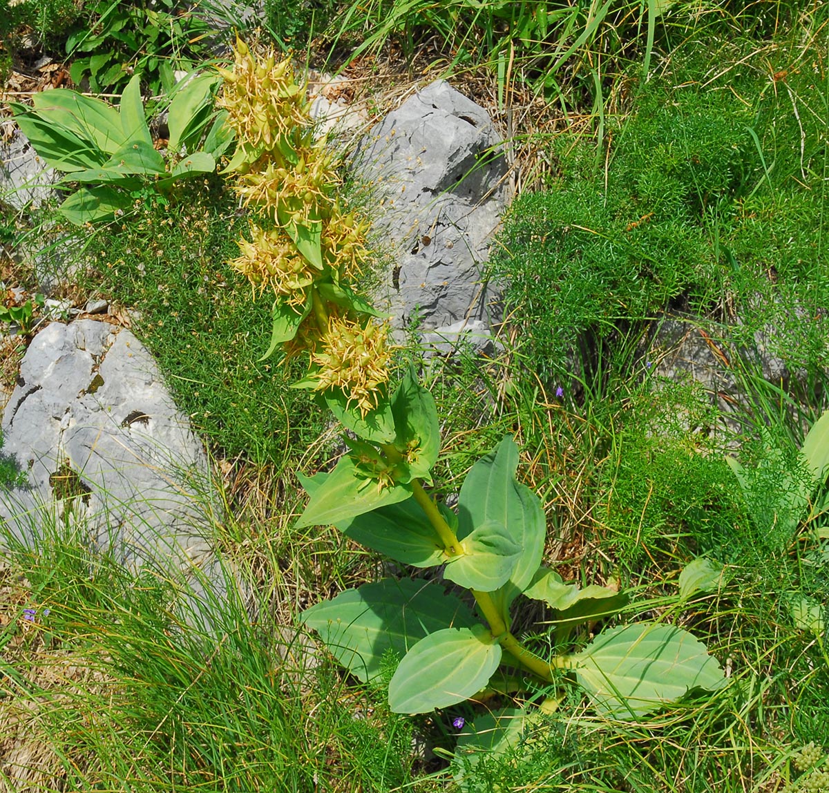 Gentiana lutea