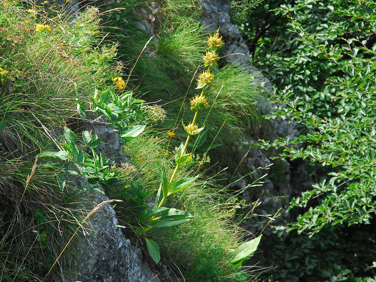 Gentiana lutea