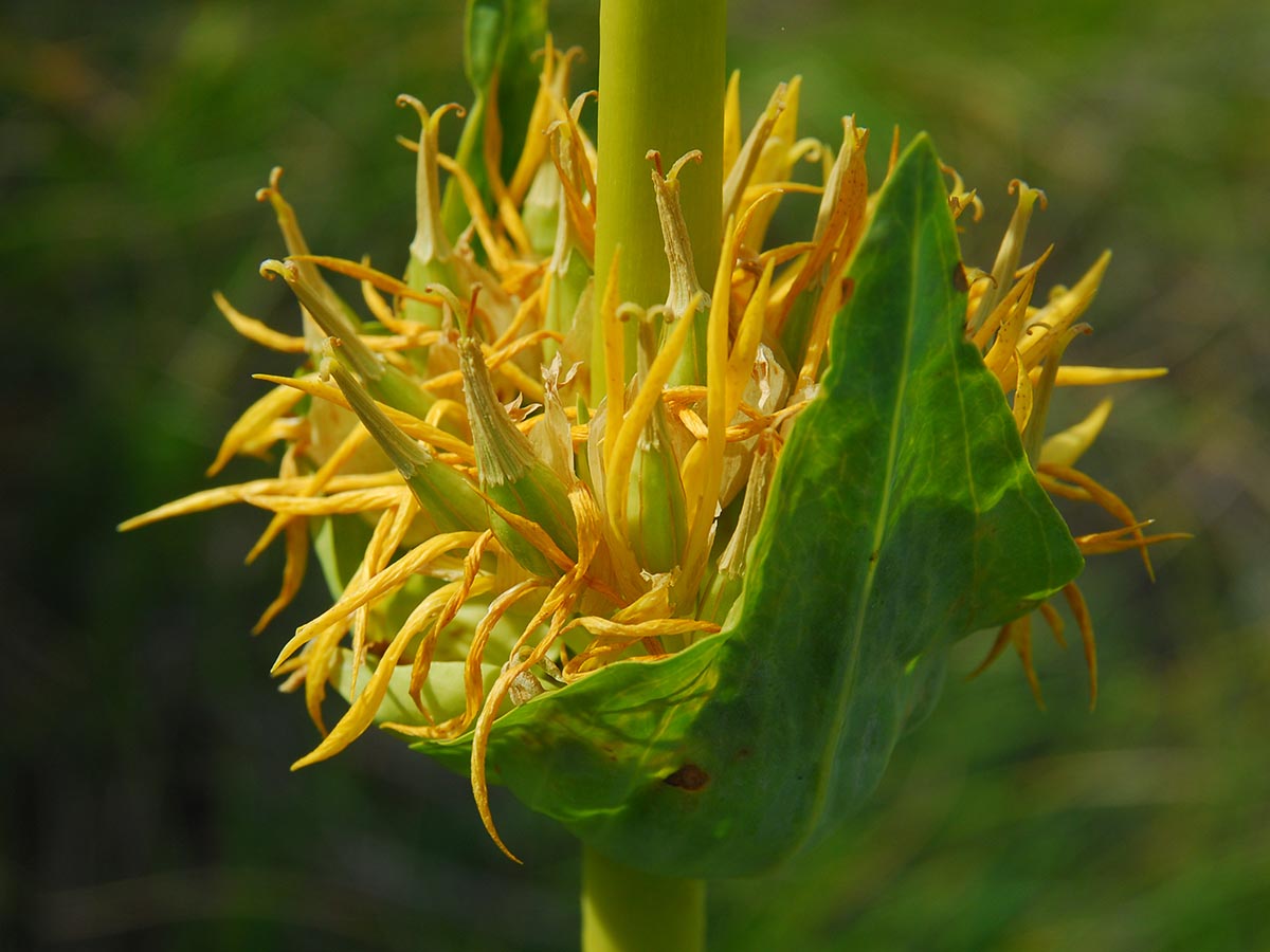 Gentiana lutea