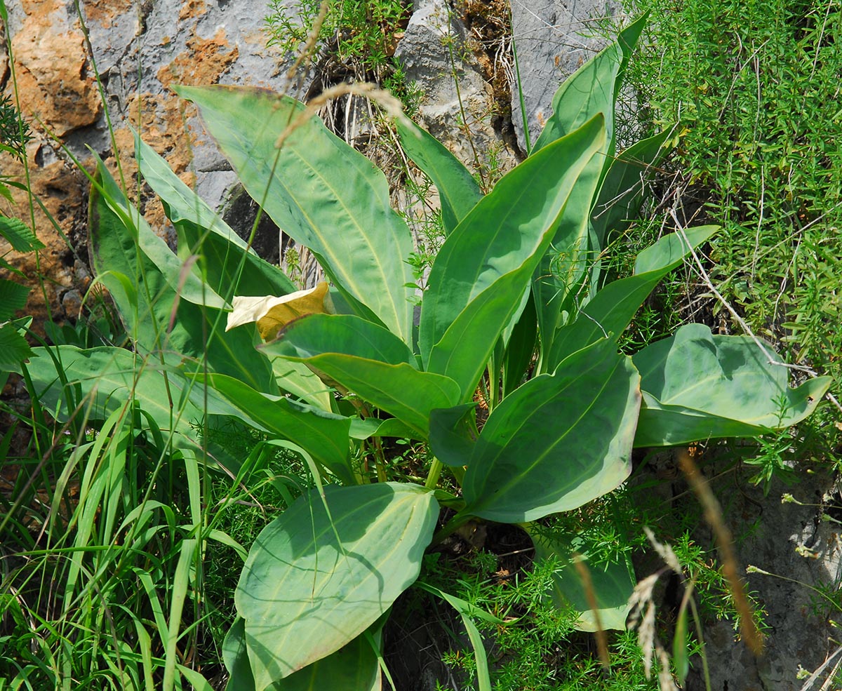 Gentiana lutea